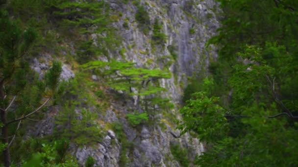 帕克莱尼采岩溶河峡谷是克罗地亚国家公园。它坐落在斯塔里格勒，达尔马提亚北部，在南部山坡的韦莱比特，不扎达尔。玛拉和韦利卡帕克莱尼采. — 图库视频影像