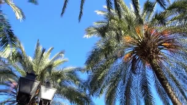 Школи мистецтв і ремесел. Кордова () — місто в Андалусії, півдні Іспанії, столиця провінції Кордова. — стокове відео