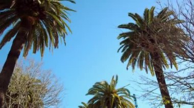 Belediye Binası (Ayuntamiento) Malaga şehir. Malaga özerk topluluk Andalusia, İspanya iline bağlı bölge. Avrupa'nın en büyük şehir, Costa del Sol Akdeniz üzerinde yatıyor.