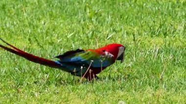 Yeşil kanatlı ara (Ara chloropterus), kırmızı ve yeşil Amerika papağanı da bilinen büyük, çoğunlukla kırmızı macaw Ara cins olduğunu. Bu Ara cins Kuzey ve Orta Güney Amerika'nın en büyük.