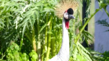 Taç siyah vinç (Balearica pavonina) vinç kuş Gruidae olduğunu. İçinde yuvalarda rağmen biraz wetter habitatları kuru Savannah Sahra Güneyi Afrika'da oluşur.