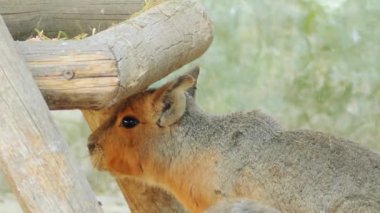 Patagonya mara (Dolichotis patagonum), nispeten büyük kemirgen mara cins (Dolichotis) olduğunu. Olarak da bilinen Patagonya cavy, Patagonya tavşanı veya dillaby olabilir. Bu otçul, tavşan gibi hayvan.