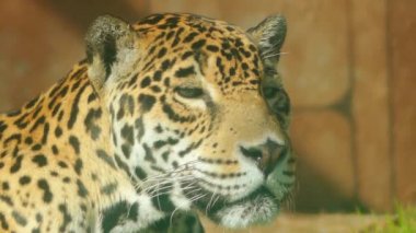 Leoparı (Panthera pardus) cins Panthera beş büyük kediler biridir. Ailesinin kedigiller çeşitli alt-Sahra Afrika ve Asya bölgelerinde bir üyesidir.