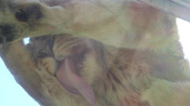 Aslan (Panthera leo) cins Panthera büyük kediler ve ailesine kedigiller biridir. Yaygın olarak kullanılan terim Afrika aslanı topluca Afrika'da birkaç alt türü gösterir.