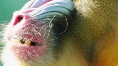 Mandrill'di (Mandrillus Sfenks) eski dünya maymun (Cercopithecidae) aile başkanıdır. Cins Mandrillus, matkap, Babunlar cins Papio olarak sınıflandırılmış birlikte atanan iki türlerinden biridir.
