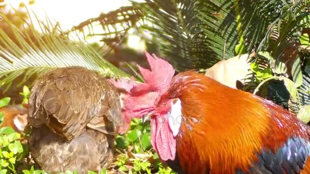 Rooster, also known as cockerel or cock, is male gallinaceous bird, usually male chicken (Gallus gallus). Mature male chickens less than one year old are called cockerels. — Stock Video
