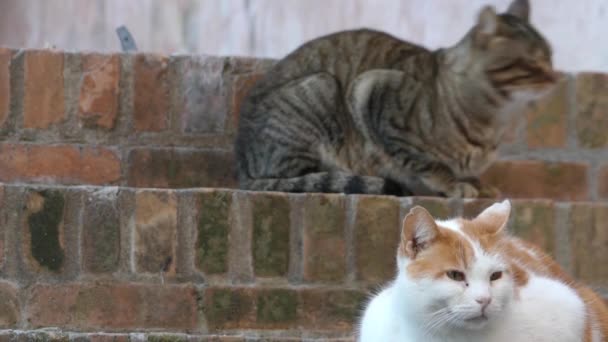 Gatos rojos y grises se sientan en los escalones de ladrillo de la vieja casa . — Vídeo de stock