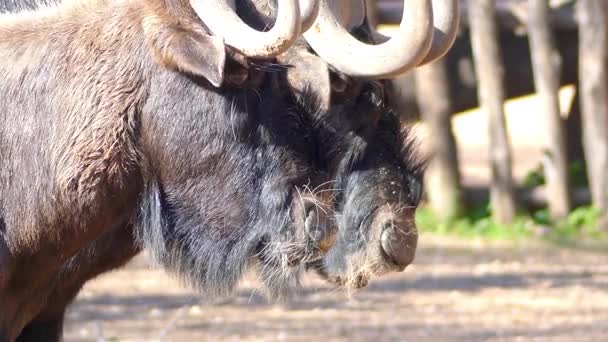 Zwarte gnoe of white-tailed gnu (Connochaetes gnou) is één van de twee nauw verwante gnoe soorten. Het is lid van het geslacht Connochaetes en familie Bovidae. — Stockvideo