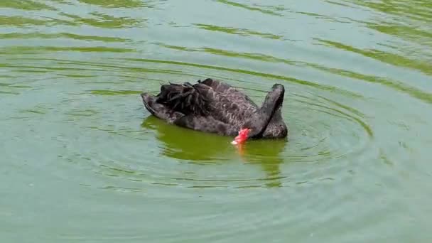 Black swan (Cygnus atratus) is large waterbird, a species of swan, which breeds mainly in south regions of Australia. A New Zealand subspecies was apparently hunted to extinction by Maori. — Stock Video