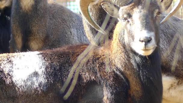 Muflon (Ovis orientalis orientalis skupina) je poddruh skupina divoké ovce (Ovis orientalis). Populace lze rozdělit na mufloni (skupina orientalis) a urials (vignei skupina). — Stock video