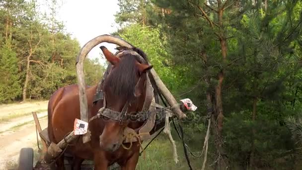 El caballo de la bahía, enganchado a un carro de madera en el fondo de la campiña verde de verano . — Vídeo de stock