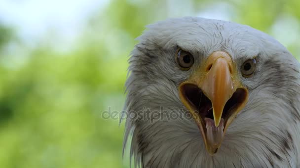 Лысый орлан (Haliaeetus leucocephalus) - хищная птица, обитающая в Северной Америке. Морской орел, имеет два известных подвида и образует пару видов с белохвостым орлом (Haliaeetus albicilla ). — стоковое видео