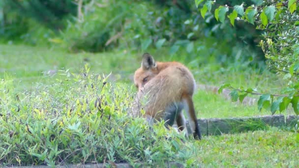 Красная лиса в дикой среде обитания. Красная лиса (Vulpes vulpes), самая большая из настоящих лис, имеет наибольший географический диапазон среди всех представителей семейства хищников . — стоковое видео