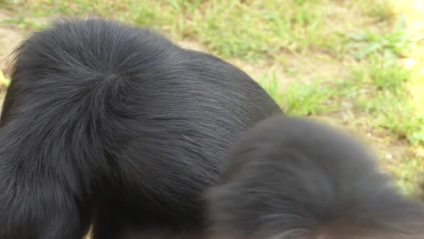 El mono araña negro de cara roja (Ateles paniscus) también conocido como mono araña de Guayana, es una especie de mono araña que se encuentra en las selvas tropicales en el norte de Sudamérica. . — Vídeos de Stock