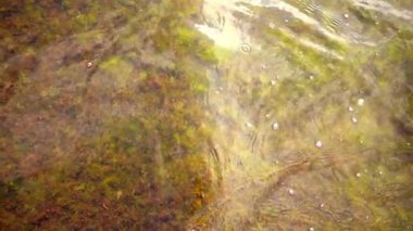 Dalgalar halinde Körfez Livonia Baltık Denizi.