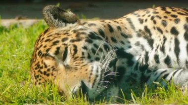 Leoparı (Panthera pardus) cins Panthera beş büyük kediler biridir. Ailesinin kedigiller çeşitli alt-Sahra Afrika ve Asya bölgelerinde bir üyesidir.