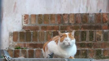 Kırmızı ve Gri kedi eski ev tuğla adımlar üzerinde oturmak.