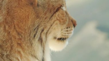 Bayağı vaşak orta ölçekli Sibirya, orta, Doğu ve Güney Asya, Kuzey, orta ve Doğu Avrupa için yerel kedidir.