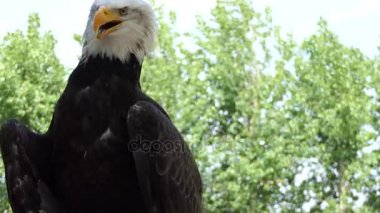Kel kartal (Haliaeetus leucocephalus) Kuzey Amerika'da bulunan bir yırtıcı kuş olduğunu. Deniz Kartal, bu tür çifti Ak kuyruklu kartal (Haliaeetus albicilla ile iki bilinen alt türü ve formları vardır).