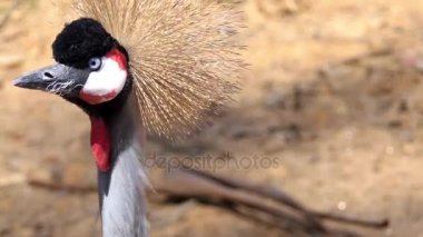 Taç siyah vinç (Balearica pavonina) vinç kuş Gruidae olduğunu. İçinde yuvalarda rağmen biraz wetter habitatları kuru Savannah Sahra Güneyi Afrika'da oluşur.