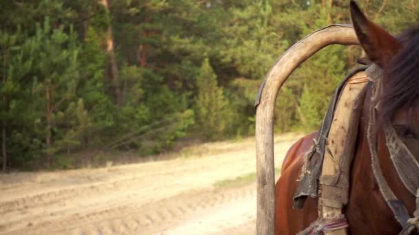 夏緑の田園地帯の背景に木製カートに活かした馬. — ストック動画