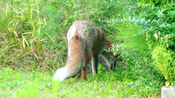 Red fox v divokých stanovišť. Liška obecná (Vulpes vulpes), největší pravda lišek, má největší biotop všech členů rodiny šelmy:. — Stock video