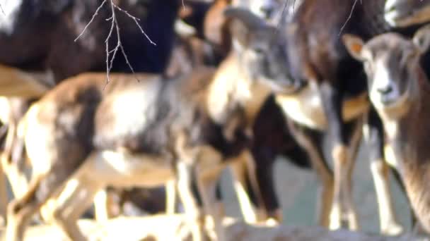 Moeflon (Ovis orientalis orientalis groep) is een ondersoort van het wilde schaap (Ovis orientalis) groep. Bevolking kunnen worden gepartitioneerd in moeflons (orientalis groep) en urials (vignei groep). — Stockvideo