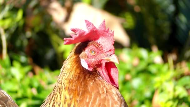 Galo, também conhecido como galo ou galo, é uma ave galinácea macho, geralmente galinha macho (Gallus gallus). Galinhas macho maduras com menos de um ano de idade são chamadas de galos . — Vídeo de Stock