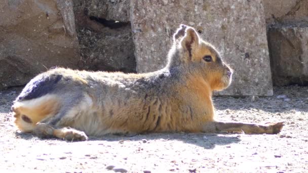 Patagonian mara (Dolichotis patagonum), is relatively large rodent in mara genus (Dolichotis). It is also known as Patagonian cavy, Patagonian hare or dillaby. This herbivorous, rabbit-like animal. — Stock Video