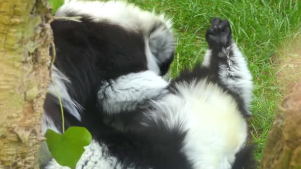 Černobílá ruffed lemur (Varecia variegata) je kriticky ohrožený druh ruffed lemur, více ohrožena jedním ze dvou, které jsou endemické na ostrov Madagaskar. — Stock video