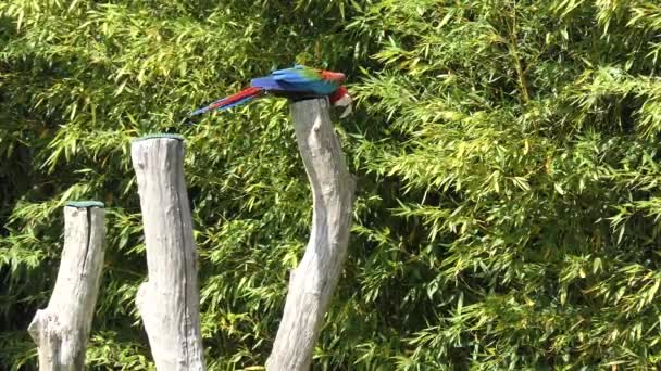 Yeşil kanatlı ara (Ara chloropterus), kırmızı ve yeşil Amerika papağanı da bilinen büyük, çoğunlukla kırmızı macaw Ara cins olduğunu. Bu Ara cins Kuzey ve Orta Güney Amerika'nın en büyük. — Stok video