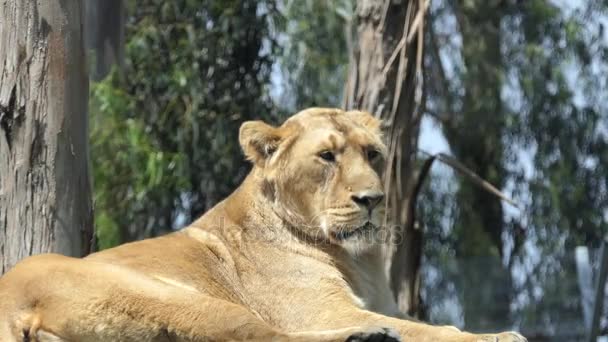 Lion (Panthera leo) is one of big cats in genus Panthera and a member of family Felidae. Commonly used term African lion collectively denotes several subspecies in Africa. — Stock Video