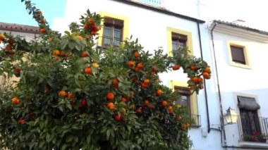 Plaza de los Abades Cordoba, Endülüs, İspanya üzerinde eski binalar