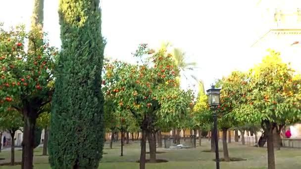 Tornet och klockstapeln av stora moskén-katedralen i Cordoba, även känd Mezquita (morisk arkitektur), vars kyrkliga namn är vår fru av domkyrkan i Andalusien, Spanien — Stockvideo