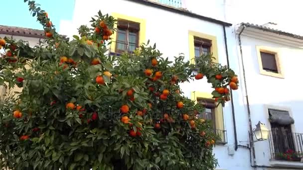 Plaza de los Abades Cordoba, Endülüs, İspanya üzerinde eski binalar — Stok video