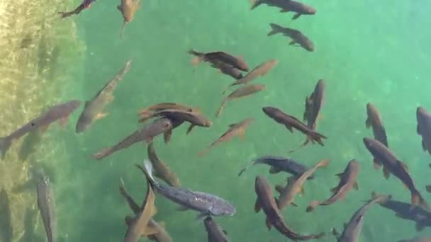 Peixes na lagoa, Alcazar de los Reyes Cristianos (Castelo dos Monarcas Cristãos) em Córdoba, Andaluzia, Espanha . — Vídeo de Stock