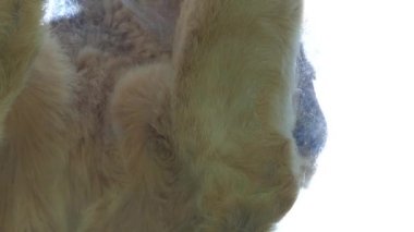 Aslan (Panthera leo) cins Panthera büyük kediler ve ailesine kedigiller biridir. Yaygın olarak kullanılan terim Afrika aslanı topluca Afrika'da birkaç alt türü gösterir.