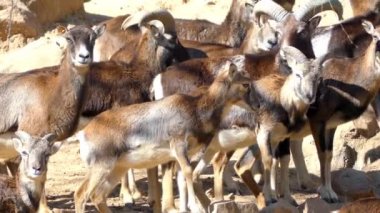 Kunduzdan oluşur (Ovis orientalis orientalis grubu), yaban koyunu (Ovis orientalis) alt grubudur. Nüfus mouflons (orientalis grubu) ve urials (vignei grubu bölümlenmesi).