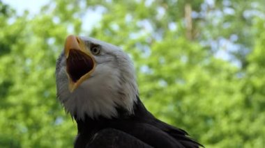 Kel kartal (Haliaeetus leucocephalus) Kuzey Amerika'da bulunan bir yırtıcı kuş olduğunu. Deniz Kartal, bu tür çifti Ak kuyruklu kartal (Haliaeetus albicilla ile iki bilinen alt türü ve formları vardır).