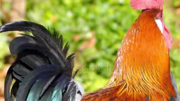 Rooster, juga dikenal sebagai ayam atau ayam, adalah burung gallinaceous jantan, biasanya ayam jantan (Gallus gallus). Ayam jantan dewasa yang berusia kurang dari satu tahun disebut ayam kockerels . — Stok Video