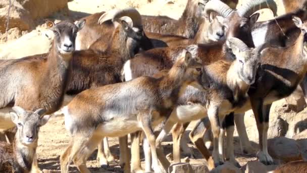 Mouflon (Ovis orientalis orientalis group) è un gruppo di pecore selvatiche (Ovis orientalis). Le popolazioni possono essere suddivise in mufloni (gruppo orientalis) e uriali (gruppo vignei ). — Video Stock