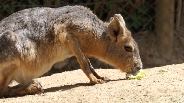 Patagonian mara (Dolichotis patagonum), является относительно крупным грызуном рода mara (Dolichotis). Также известен как Patagonian cavy, Patagonian hare или dillaby. Это травоядное, похожее на кролика животное . — стоковое видео