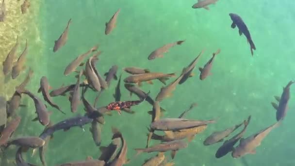 Fish in pond, Alcazar de los Reyes Cristianos (Castle of Christian Monarchs) in Cordoba, Andalusia, Spain. — Stock Video