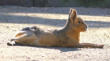 Patagonya mara (Dolichotis patagonum), nispeten büyük kemirgen mara cins (Dolichotis) olduğunu. Olarak da bilinen Patagonya cavy, Patagonya tavşanı veya dillaby olabilir. Bu otçul, tavşan gibi hayvan.