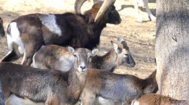 Kunduzdan oluşur (Ovis orientalis orientalis grubu), yaban koyunu (Ovis orientalis) alt grubudur. Nüfus mouflons (orientalis grubu) ve urials (vignei grubu bölümlenmesi).