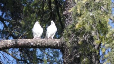 Güvercinler, genellikle beyaz renkte, çeşitli ayarları sevgi, barış sembolleri veya haberci olarak kullanılır. Güvercinler, Yahudilik, Hıristiyanlık ve Pagan izm sembolizm içinde görünür.
