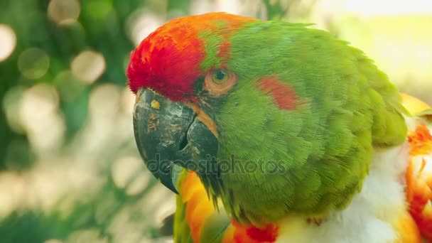 Military macaw (Ara militaris) is large parrot and medium-sized macaw. It is still commonly found in pet trade industry. It is found in the forests of Mexico and South America. — Stock Video