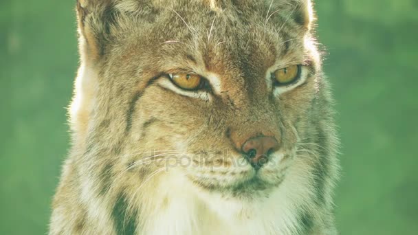 Euraziatische lynx is een middelgrote kat inheems in Siberië, midden, Oost, Zuid-Azië, Noord, Midden- en Oost-Europa. — Stockvideo