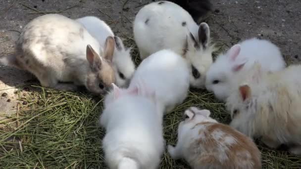 Oryctolagus cuniculus é uma espécie de coelho nativo do sudoeste da Europa (Espanha e Portugal) e noroeste da África (Marrocos e Argélia). ). — Vídeo de Stock