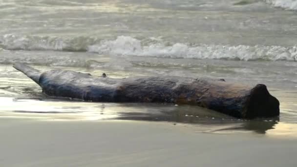 Log encontra-se na praia de areia do mar e é lavado por ondas . — Vídeo de Stock
